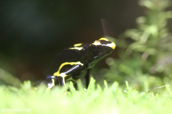 Dyeing dart frog