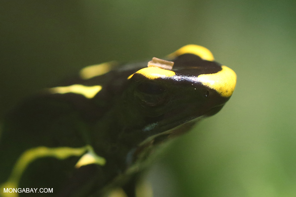 Dyeing dart frog
