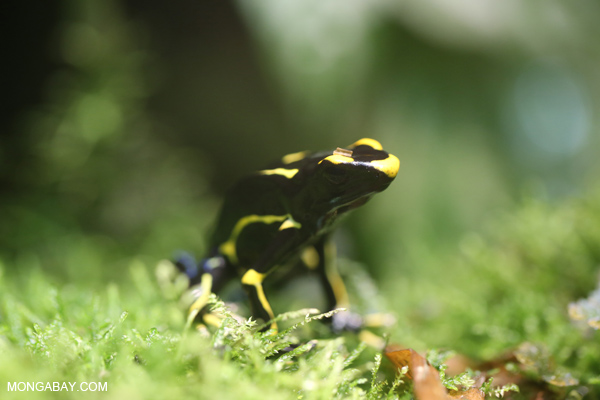 Dyeing dart frog