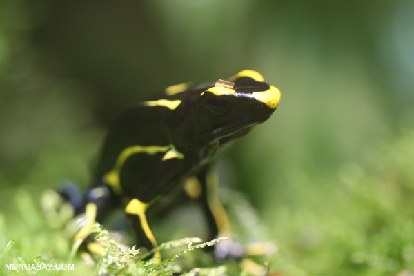 Dyeing dart frog