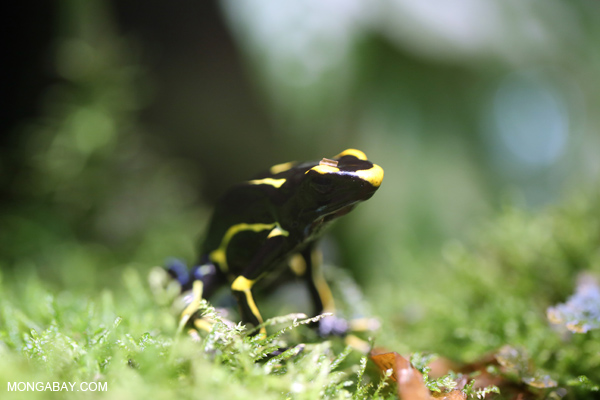 Dyeing dart frog