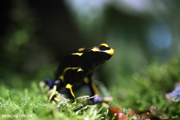 Dyeing dart frog