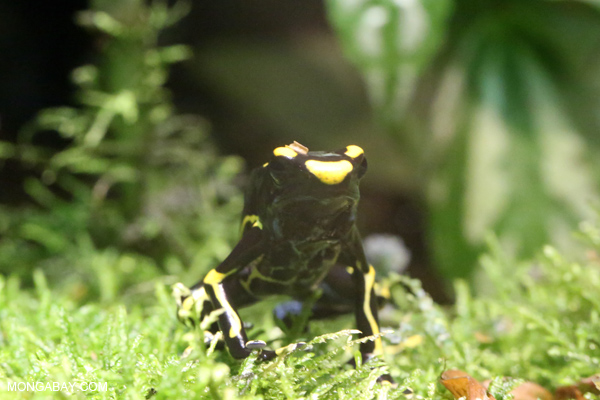 Dyeing dart frog