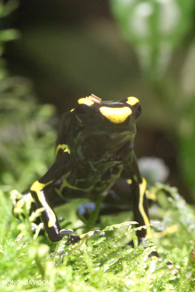 Dyeing dart frog