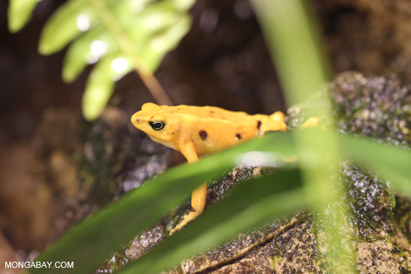 Panama golden toad