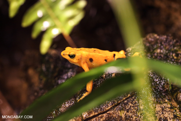 Panama golden toad