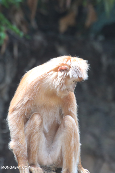 Javan lutung (Trachypithecus auratus)