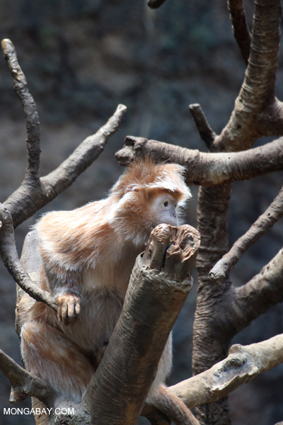 Ebony lutung (Trachypithecus auratus)