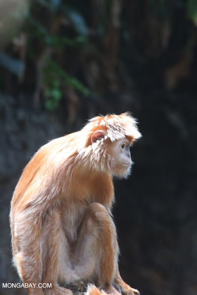 Javan langur (Trachypithecus auratus)