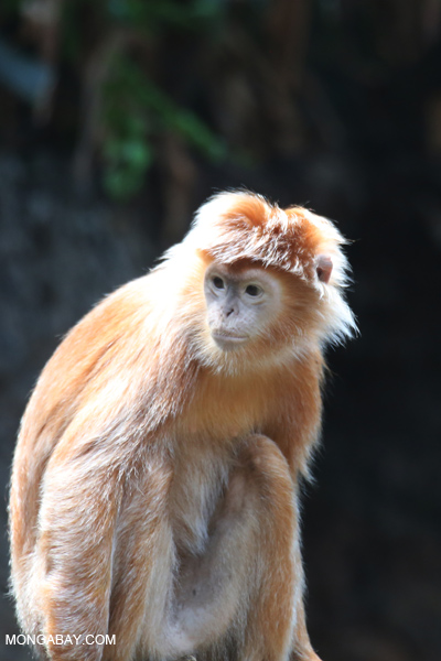 Javan lutung