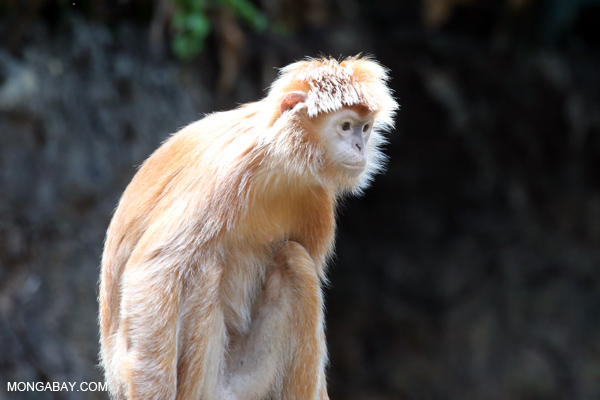 Ebony lutung