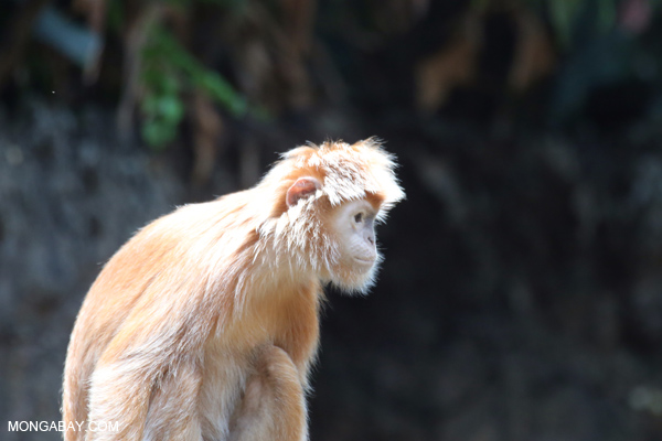 Javan langur