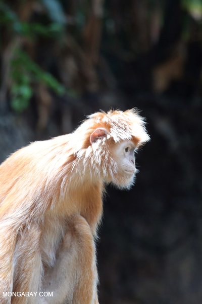 Ebony langur