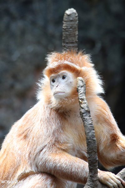Javan lutung