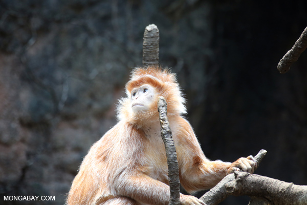Ebony lutung