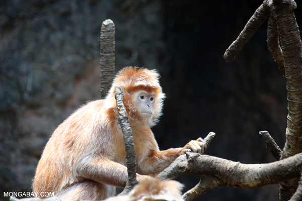 Javan langur