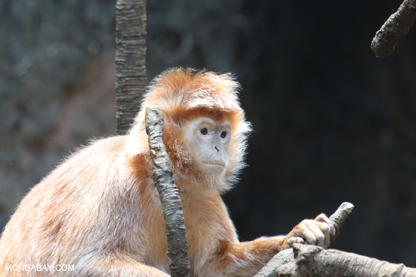 Ebony langur