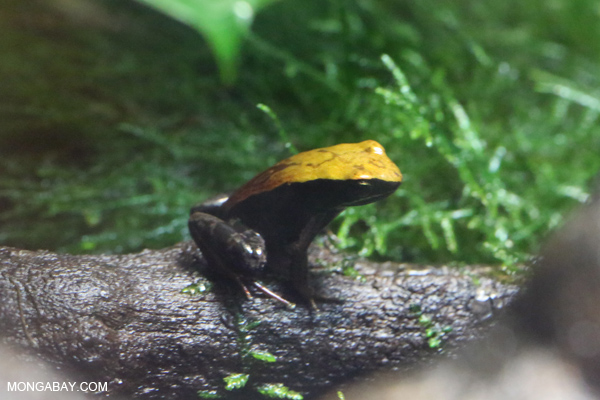 Mantella frog