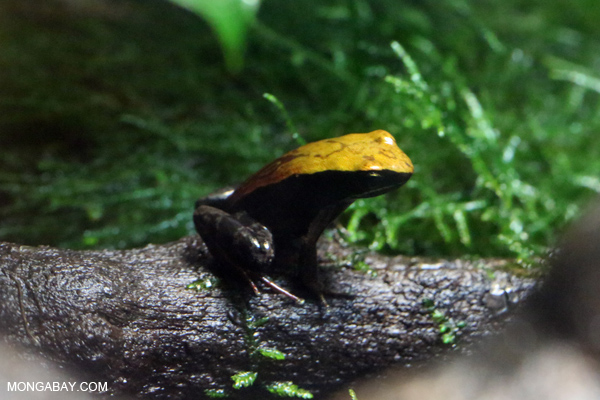 Mantella frog