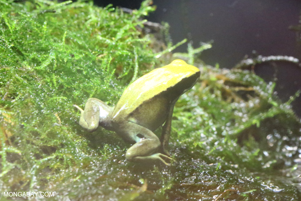 Green Mantella