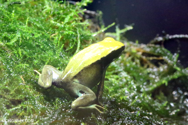 Green Mantella