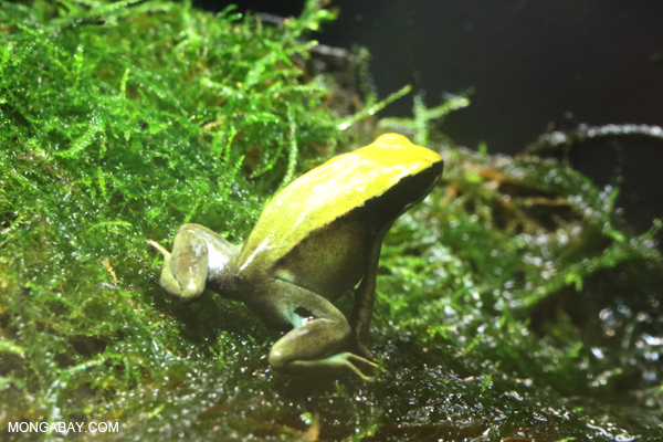 Green Mantella
