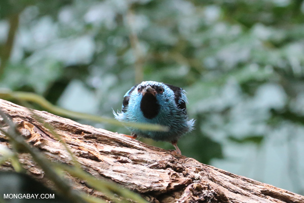 Blue dacnis (male)