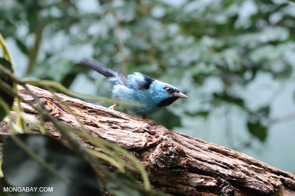 Male blue dacnis