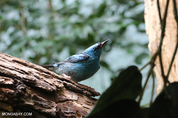 Blue dacnis (male)
