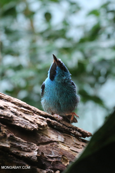 Male blue dacnis