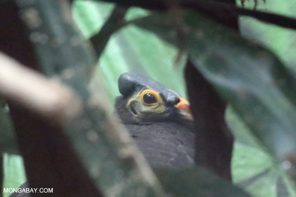 Maleo