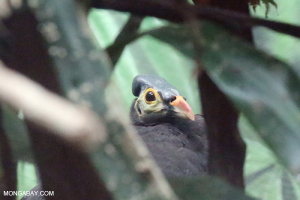Maleo