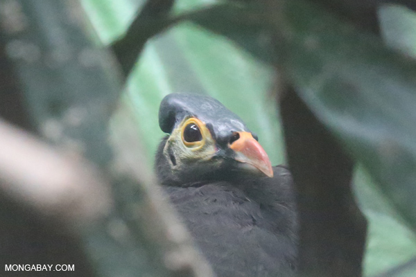 Maleo