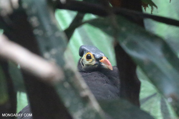 Maleo