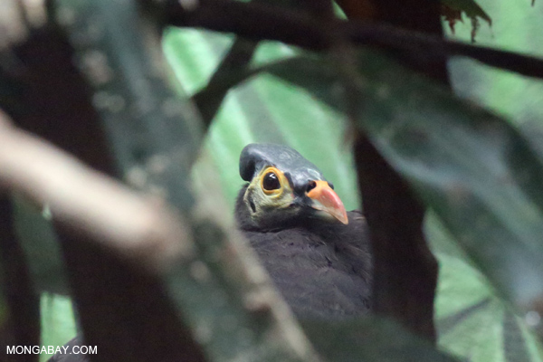 Maleo