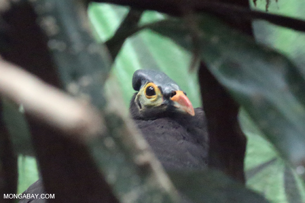 Maleo