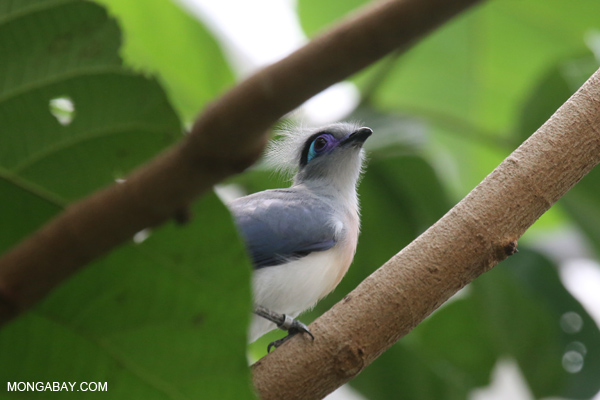 Crested Coua