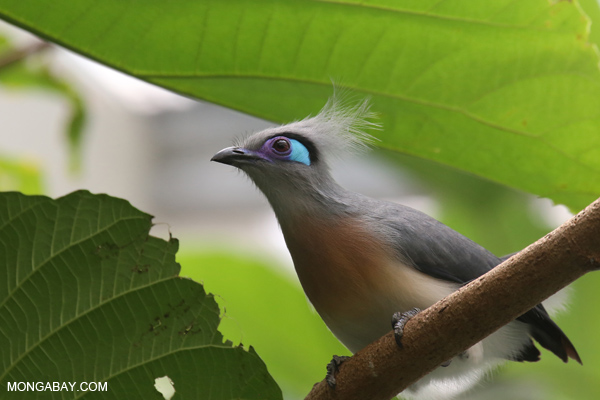 Crested Coua (Coua cristata)