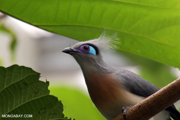 Crested Coua