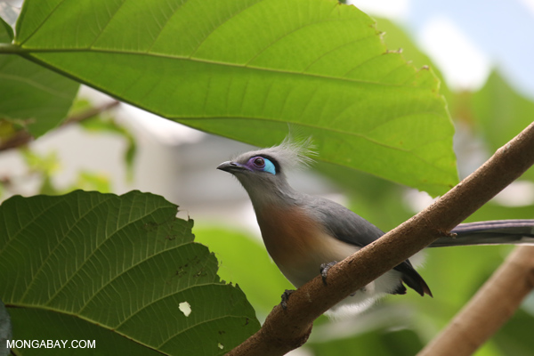 Crested Coua (Coua cristata)