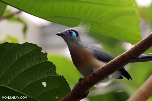 Crested Coua (Coua cristata)