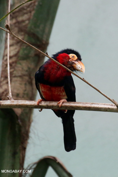 Bearded Barbet (Lybius dubius)