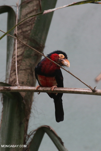 Bearded Barbet