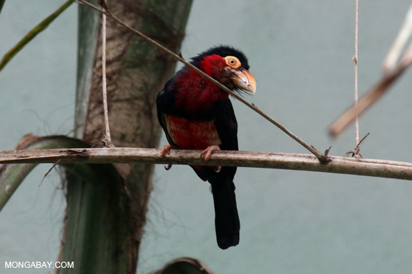 Bearded Barbet (Lybius dubius)