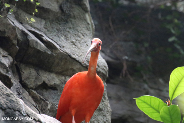 Scarlet Ibis (Eudocimus ruber)