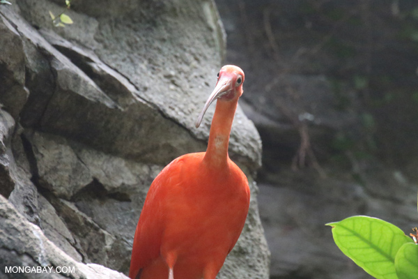 Scarlet ibis