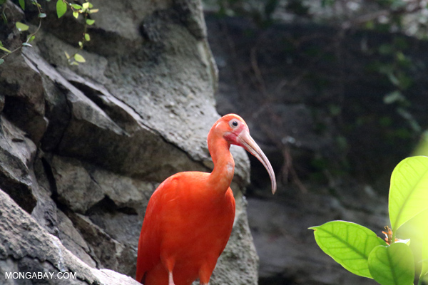 Scarlet Ibis (Eudocimus ruber)