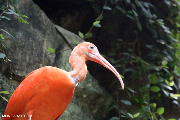 Scarlet ibis