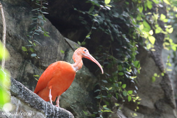 Scarlet Ibis (Eudocimus ruber)