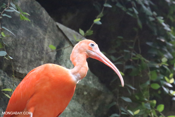 Scarlet ibis